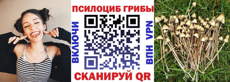 Псилоцибиновые грибы GOLDEN TEACHER  Купить  Снежногорск 